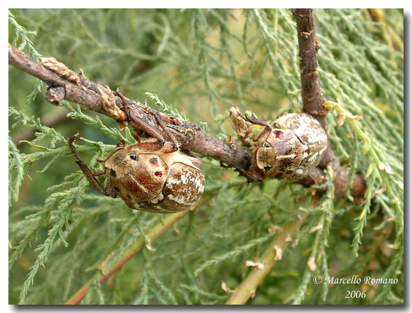 Appuntamento al buio!   Anoxia orientalis